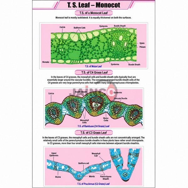 T.S Leaf - Monocot Chart